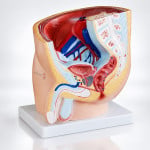 Human Male Pelvis Model